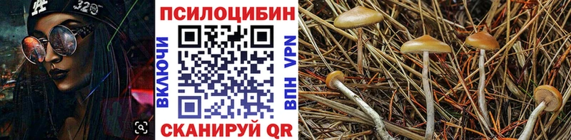 что такое Билибино omg маркетплейс Псилоцибиновые грибы мицелий